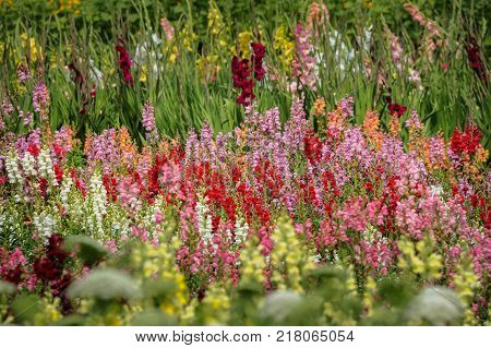 Flower Bed With Different Colors In Summer