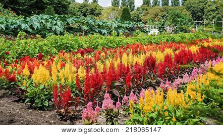 Flower Bed With Different Colors In Summer