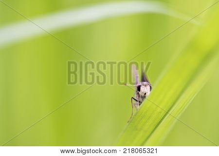 Family Hesperiidae butterfly on the green leaf
