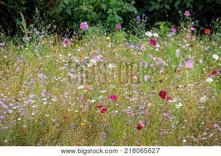 Flower Bed With Different Colors In Summer