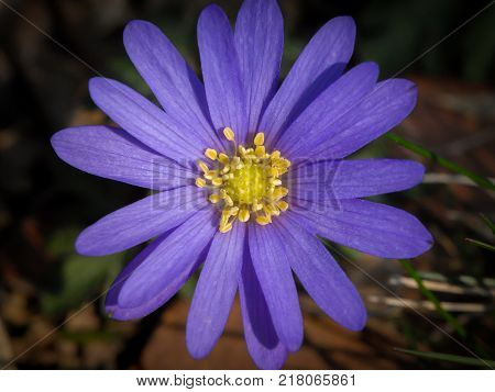 Flower Bed With Different Colors In Summer