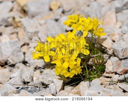 Flower Bed With Different Colors In Summer