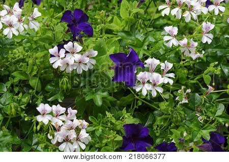 Flower Bed With Different Colors In Summer