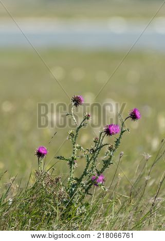 Flower Bed With Different Colors In Summer