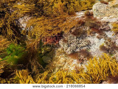 Flower Bed With Different Colors In Summer
