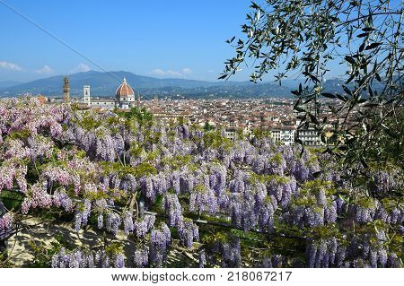 Blooming Wisteria at Bardini Garden in Florence with Cathedral of Santa Maria del Fiore on Background, Florence, Italy