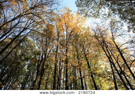 Alberi In autunno