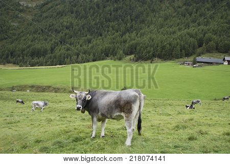 Young Cow Standing And Eating Food Grass At Land Of Mountain In Otztal Alps Mountain In Schnals City