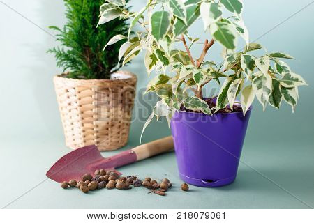 Picture care house plants Ficus benjamina. Tools for cultivation and soil. In the background is a house plant Chamaecyparis which in appearance looks like a thuya plant.