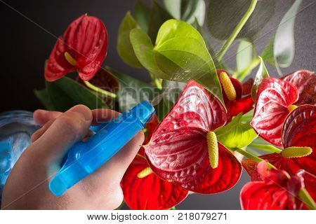 How to care for a home plant Anthurium. This flower has the second name Flamingoblume. In the picture a jet of fresh water from the spray is directed at the flowers of Anthurium.