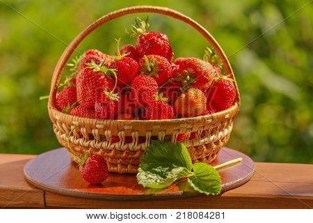 Ripe strawberries in basket in the garden with blurred green background. Basket filled with freshly picked strawberries. shallow depth of field. Selective focus.