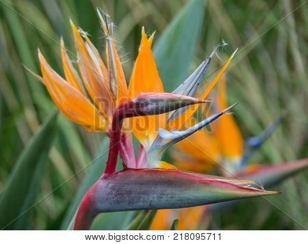 the coasline and the nature of the Island of madeira