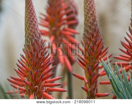 the coasline and the nature of the Island of madeira