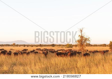 Landscape in savanna. A large herd of buffaloes. Serengeti. Tanzania