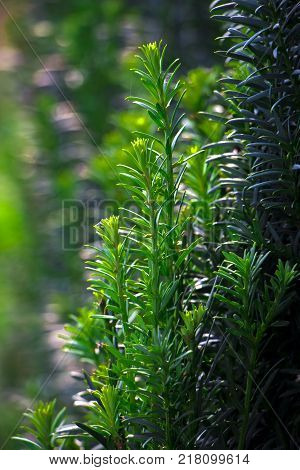 Tees, an evergreen plant, its berries have healing properties, are used in meadicine.
