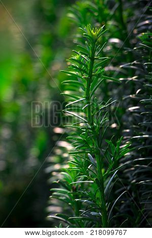 Tees, an evergreen plant, its berries have healing properties, are used in meadicine.