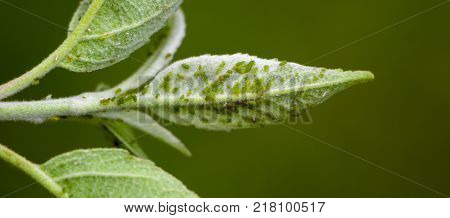 small aphid on a green leaf in the open air.