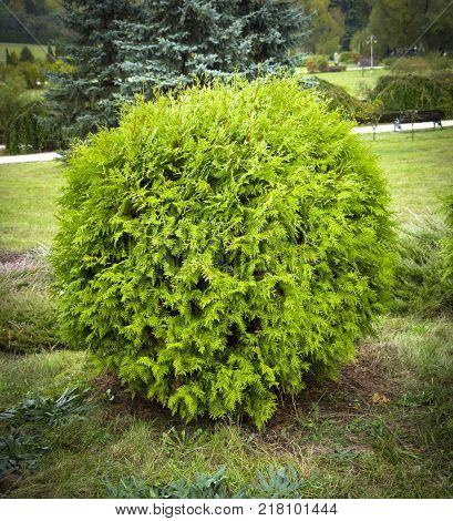 Thuja occidentalis Danica. Decorative garden shrub with a round shape