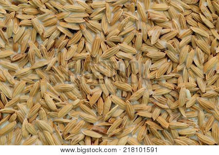 Abstract art made from paddy rice for background.