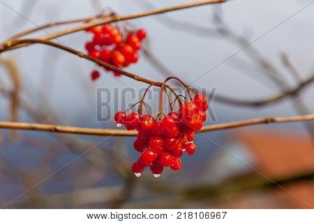 Bunches of red viburnum berries with raindrops at the end of summer season. Seasonal fruit, fall harvest and medicinal plant concept, red berries of a viburnum with raindrops