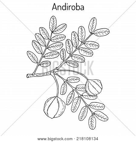Andiroba Carapa guianensis , medicinal plant. Hand drawn botanical vector illustration