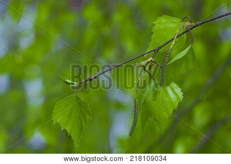 Birch tree branch with fresh leaves in spring.
