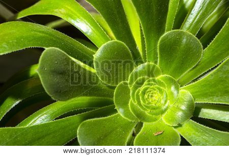 Monkey puzzle tree, Araucaria Araucana, close-up branch