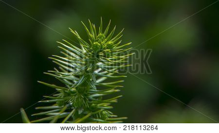 Monkey puzzle tree, Araucaria Araucana, close up branch