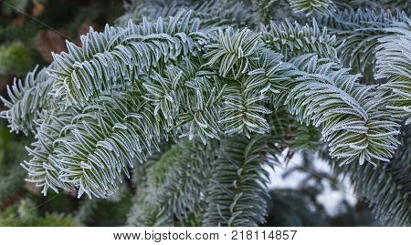 Monkey puzzle tree, Araucaria Araucana, close up branch