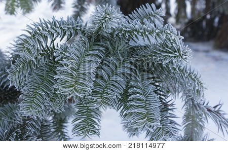 Monkey puzzle tree, Araucaria Araucana, close up branch