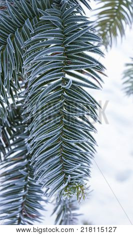 Monkey puzzle tree, Araucaria Araucana, close up branch