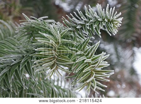 Monkey puzzle tree, Araucaria Araucana, close up branch