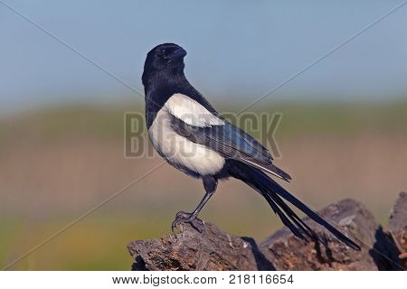 closeup of an expressive bird magpie sitting on a stump on blurred background
