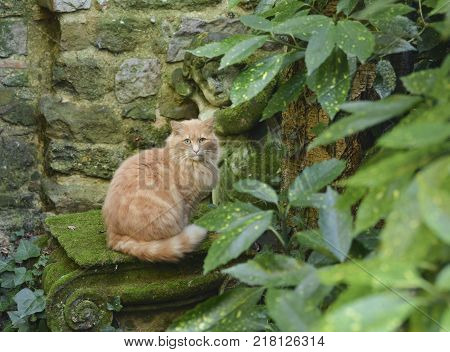 Ginger cat looking at the camera in the garden with the green plants
