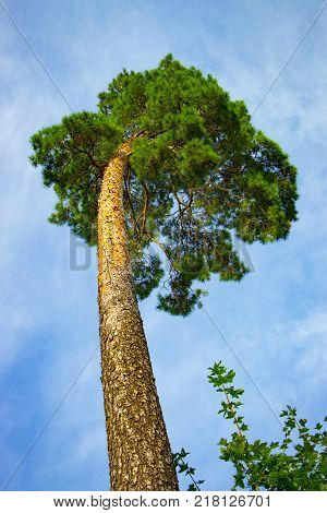 A huge pine with a sky view from the botto m.