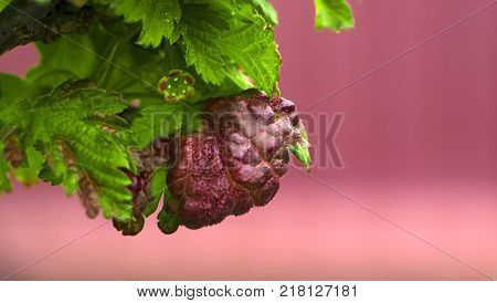 fungal disease leaves anthracnose currants close up