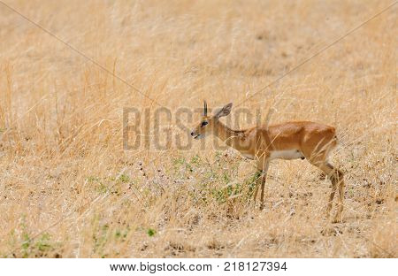 Closeup of Steenbok (scientific name: Raphicerus campestris , or 