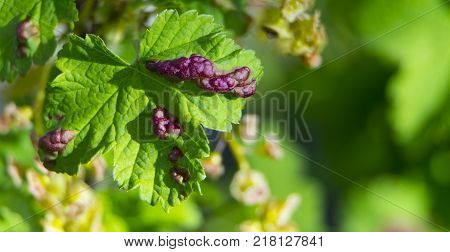 fungal disease leaves anthracnose currants close up