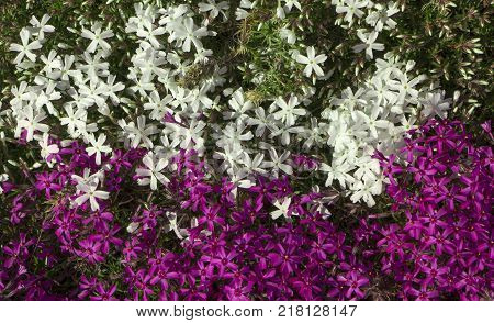 Phyllox subulate facade, contrasting color, close up