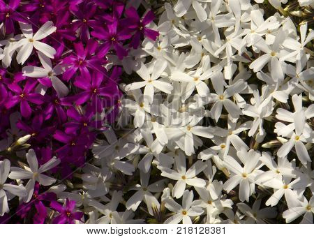 Phyllox subulate facade, contrasting color, close up