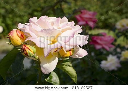 White roses in garden - close up background