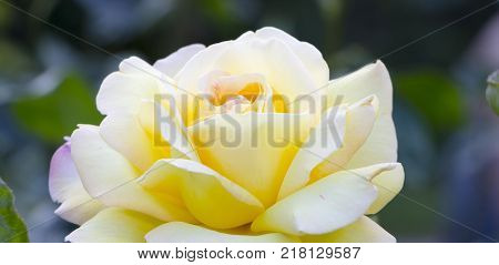 White roses in garden - close up background