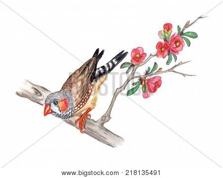 Zebra-finch on a branch of blossoming quince, watercolor drawing on a white background.