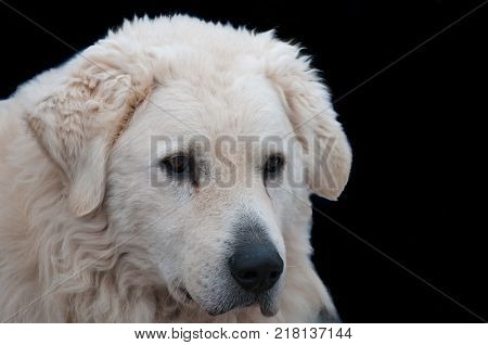 Adult male Hungarian shepherd Kuvasz dog portrait isolated on black background.