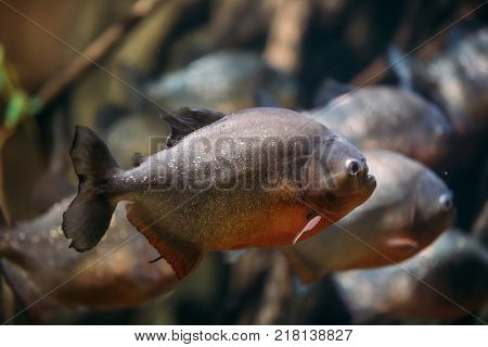 Red-bellied Piranha Or Red Piranha Fish Pygocentrus Nattereri Swimming In Water. Popular Aquarium Fish.