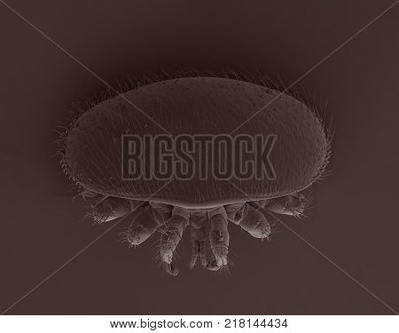 Varroa destructor bee parasite   an electron scanning microscope photo