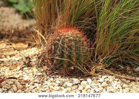 Cactus plant surrounded of stones. Amazing nature of Aruba island. Nice background.