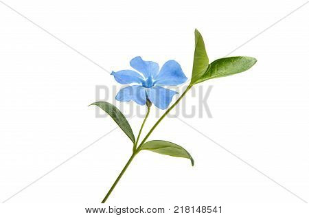 blue periwinkle wildflower isolated on white background