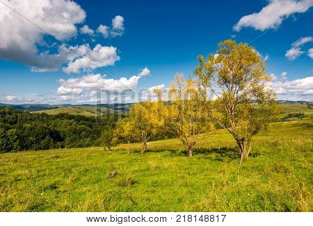 trees with yellow foliage on grassy slope. beautiful countryside landscape with gorgeous cloudscape in early autumn