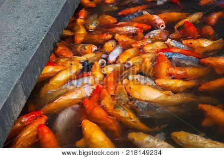 A lot of Fancy Carp or Koi fish swimming in the pond Garden.